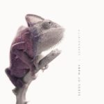 Serendipity cover